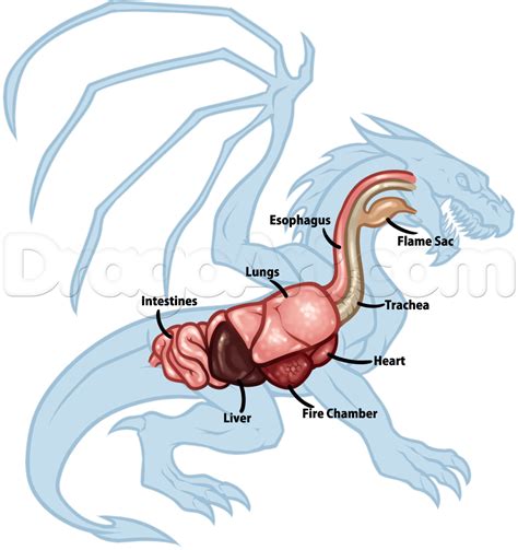 Dragon Anatomy Drawing at PaintingValley.com | Explore collection of Dragon Anatomy Drawing