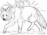 Coyote Crouching coloring Page  Free Printable Coloring Pages sketch template