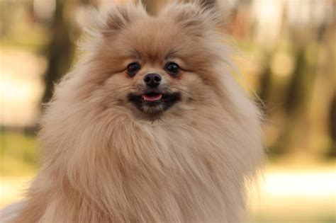 Teddy Bear Pomeranian: Facts, Origin & History (With Pictures) - Pet This and That