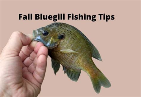 Fall Bluegill Fishing Tips - Fishbasics