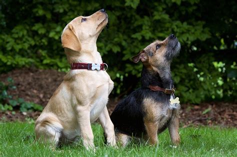 dogs being trained – Caring for a Senior Dog