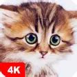 Cute Animal Wallpapers 4K สำหรับ Android - ดาวน์โหลด