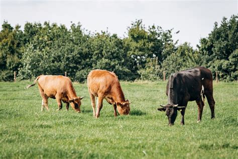 What is Rotational Grazing? - Why it's the healthy choice - Farmer Proud