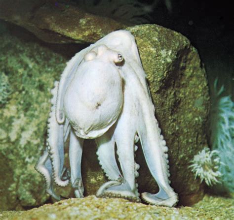 Octopus | Description, Behavior, Species, Photos, & Facts | Britannica