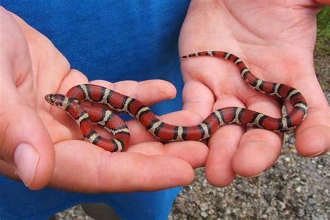 Beauty and Danger - Discovering Florida's Eastern Coral Snake