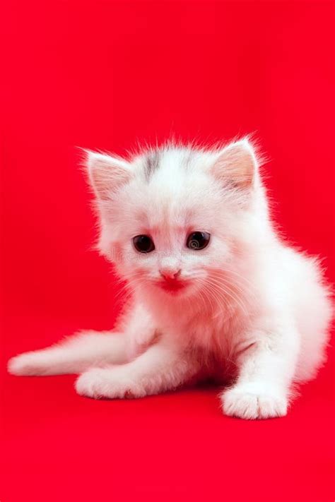 Domestic Cat Laying on a Red Background Stock Image - Image of paws, kittens: 30102789