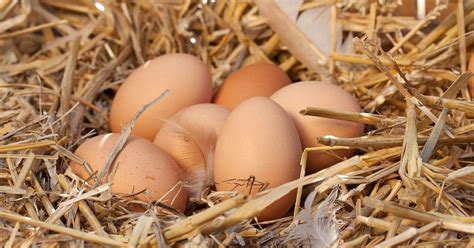 Oeufs cachés : mes poules pondent ailleurs | Mes poules