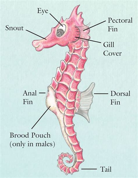 Seahorse anatomy | Mr. Seahorse | Pinterest