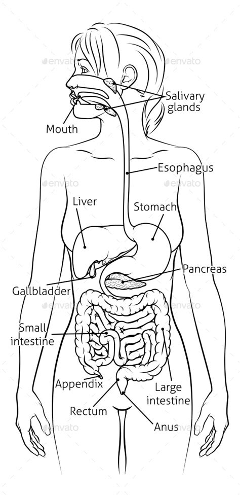 Human Digestive System Woman Anatomy Diagram, Vectors | GraphicRiver