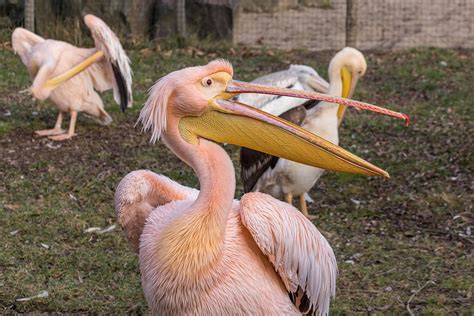 Pink Pelicans | Free photographs, Royalty free images, Photo