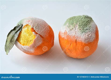 Rotten Oranges Royalty-Free Stock Image | CartoonDealer.com #65644540