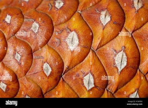 Pine cone closeup Stock Photo - Alamy