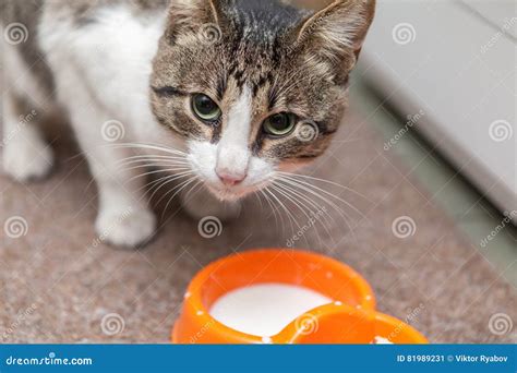 Cat Drinking Milk From A Bowl Big Eyes Home Stock Image - Image of milk, mammal: 81989231