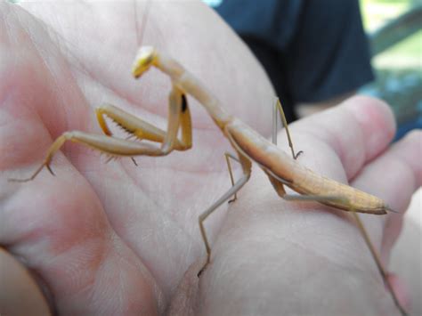 Krista's Krafting: ALBINO Praying Mantis