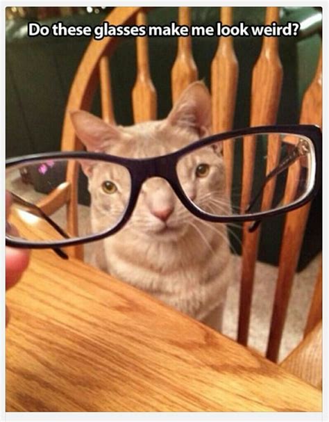 Bad eyesight | Funny cat pictures, Funny animal jokes, Funny cute cats