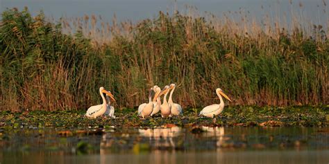 Romania wildlife holidays in Europe | Wildlife Worldwide