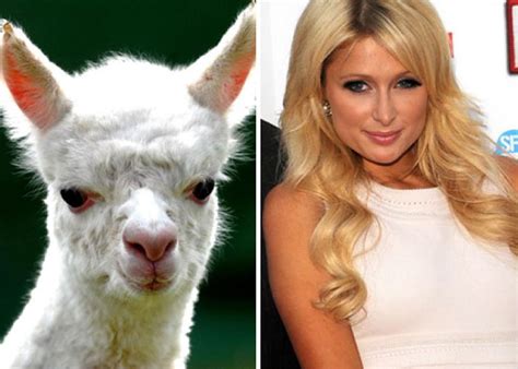 Celebrities Who Look Like Animals