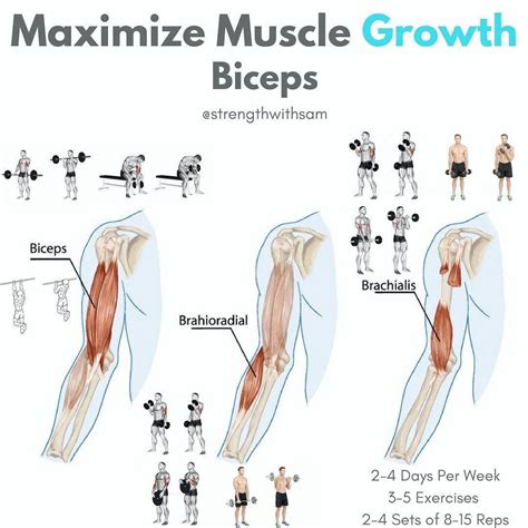 the muscles and their functions are shown in this diagram, which shows ...