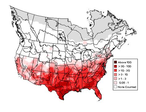 Northern Mockingbird - Photos, facts, and identification tips