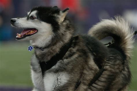 Washington Huskies: 30 greatest football players of all-time - Page 22