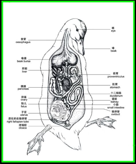duck anatomy - Google Search | Fun with Anatomy and other possibly related things | Pinterest ...