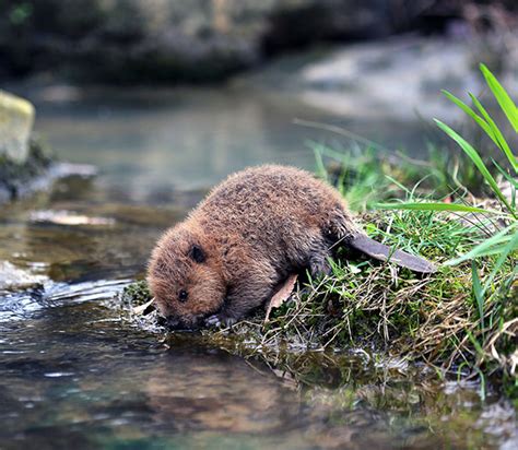 This is the cutest baby beaver I've ever seen. : r/aww