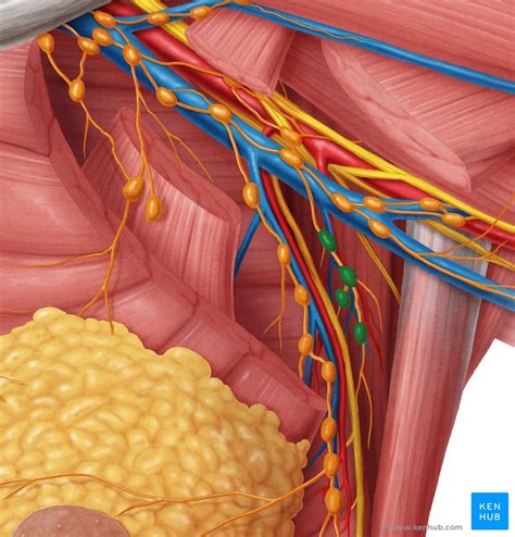 Axillary Lymph Nodes Definition Anatomy And Location - vrogue.co