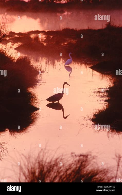 Great Blue Heron at sunrise; Chincoteague National Wildlife Refuge; Assateague Island; Virginia ...