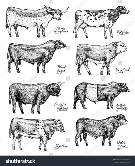 Farm cattle bulls and cows. Different breeds of domestic animals ...