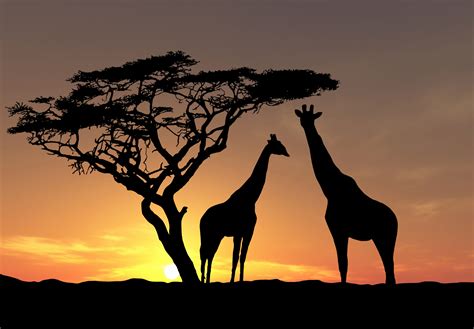 Download Animal Giraffe HD Wallpaper