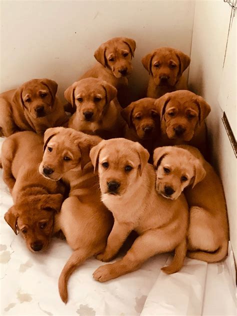 Fox Red Lab Puppies - AKC Registered Labrador Puppies