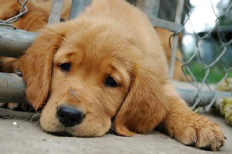 sad golden retriever | Cara Ferguson | Flickr