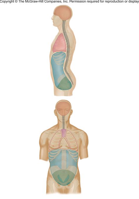 Anatomy & Physiology Chapter 1 Diagram | Quizlet