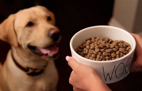 The Best Way To Make Dry Dog Food More Appetizing To Your Dog • Inspired Luv