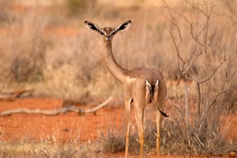 15 Great Gerenuk Facts - Fact Animal