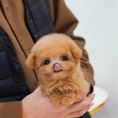 Are Teacup Dogs Real