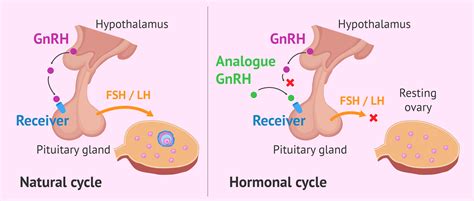 GnRH Analogs - Indications & Use