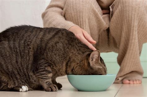 Factors to Consider When Feeding a Pregnant Cat