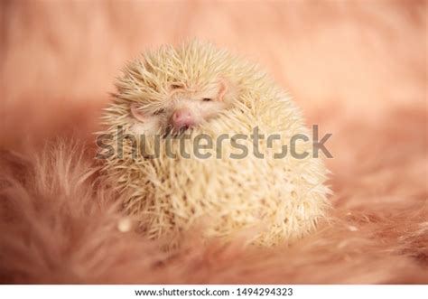 Beautiful Little Hedgehog Cuddling Hiding Spikes Stock Photo 1494294323 | Shutterstock