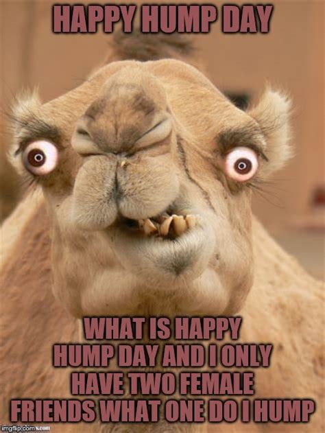 happy hump day - Imgflip