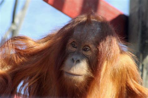 Bulu Mata | Monkey world, Orangutan, Animals