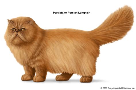 Top 48 image long hair cat breeds - Thptnganamst.edu.vn