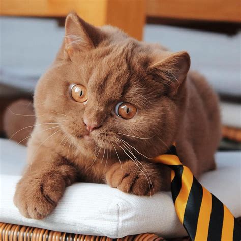 "Cinnamon" BSH | British shorthair cats, Cats, Cute baby cats