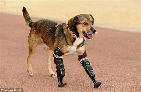 Tara, la Beagle cruzada, recibe piernas protésicas gracias a una iniciativa de caridad británica ...