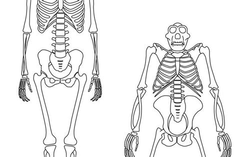 Chimpanzees shed light on origins of human walking