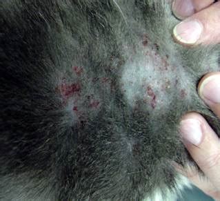 Cat Flea Allergy Symptoms & Management | whiskerDocs