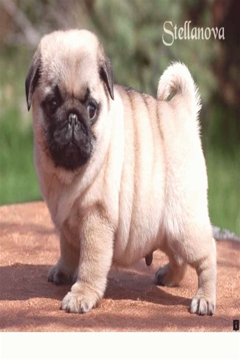 Discover more about pug puppies for adoption Simply click here to learn more | Baby pugs, Pug ...