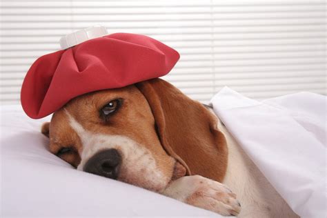 What Are The Known Dog Health Issues?