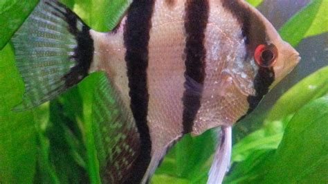 Angelfish Breeding - Raising Fry - Telling Genders