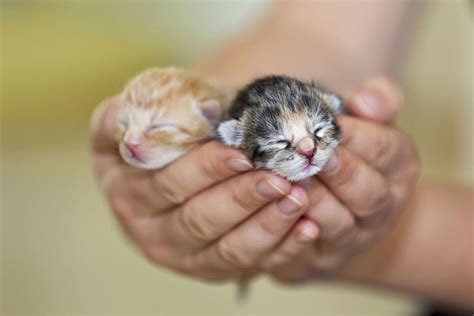 45 Teeny Baby Animals You'll Want to Put in Your Pocket